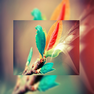 美国人和驴日逼
